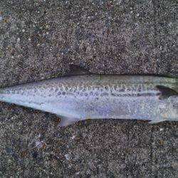 ジギングで青物