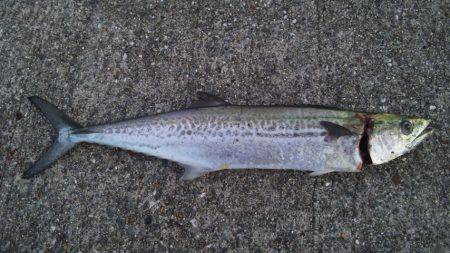 ジギングで青物