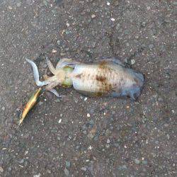 またまた白灯台にてエギング＆ジギング