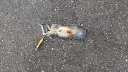 またまた白灯台にてエギング＆ジギング