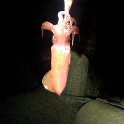 今度は本命アオリイカ釣れました！