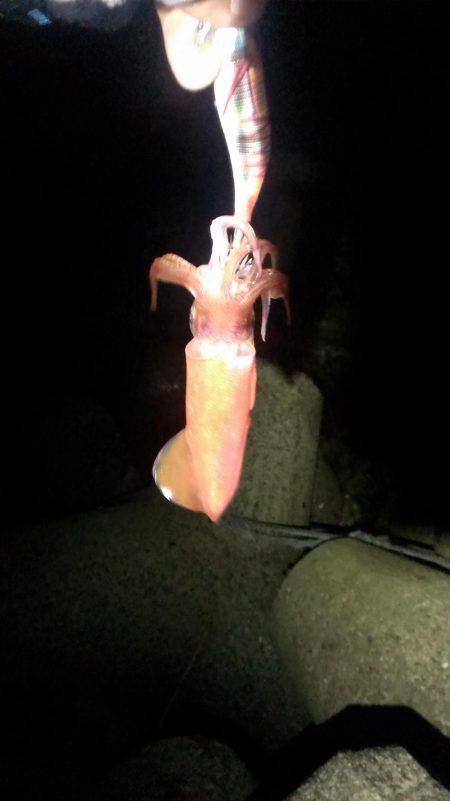 今度は本命アオリイカ釣れました！