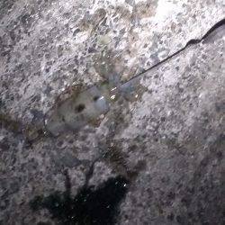 満潮前後に釣れました。