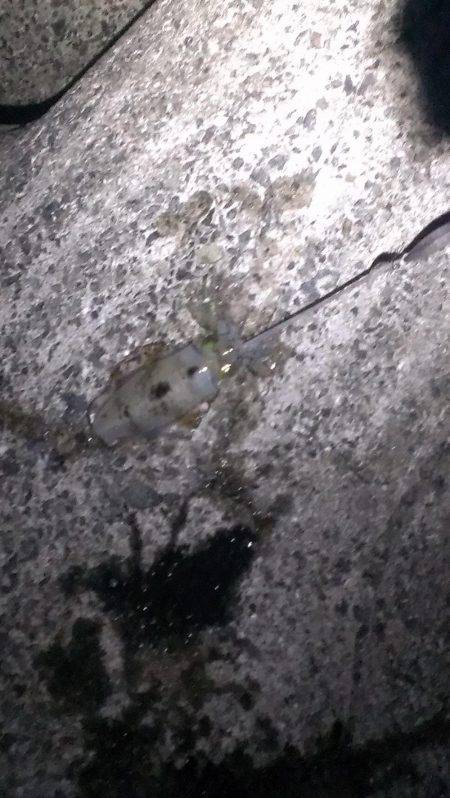 満潮前後に釣れました。