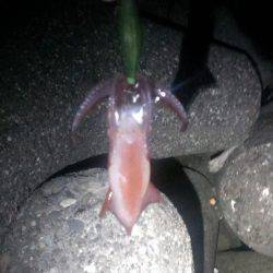 中秋の名月と大潮でエギング楽しめました！