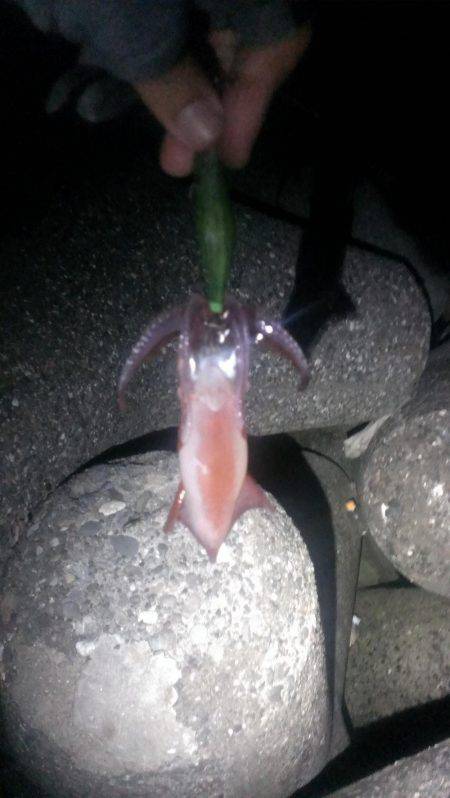 中秋の名月と大潮でエギング楽しめました！