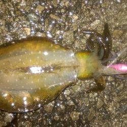 アオリイカだってオッパイがお好き