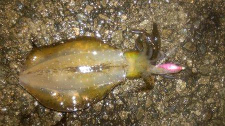 アオリイカだってオッパイがお好き