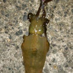 濁ると元気になる、あの子