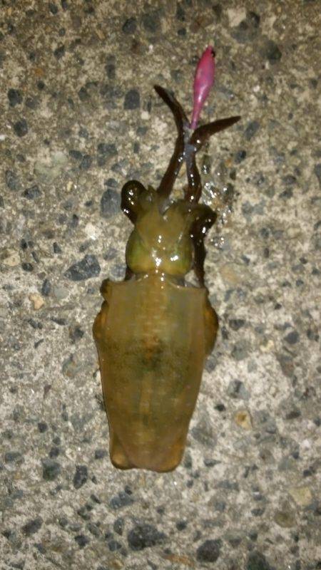 濁ると元気になる、あの子