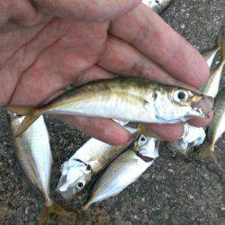 タチウオ釣りがアジ釣りに