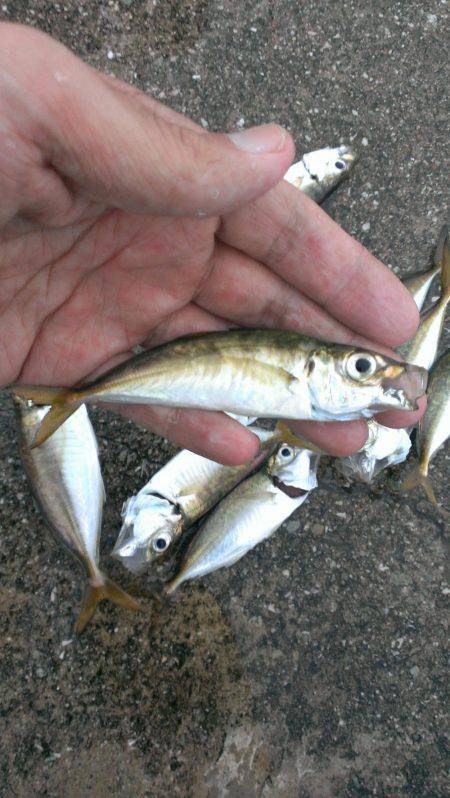 タチウオ釣りがアジ釣りに