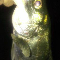 テクトロ好反応