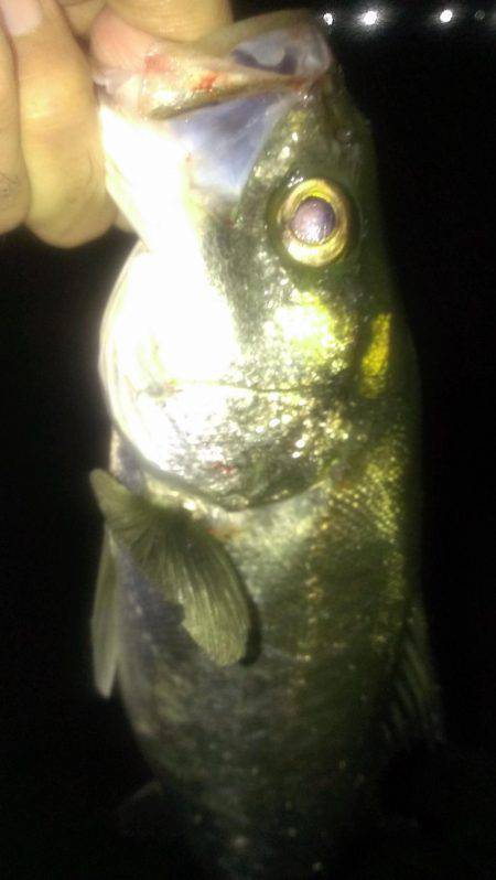 テクトロ好反応