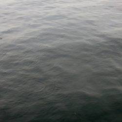 青物調査のはずが・・・