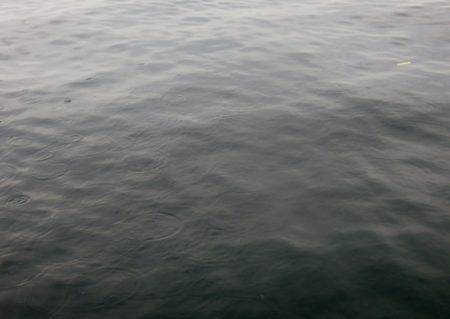 青物調査のはずが・・・