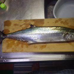 久しぶりの青物