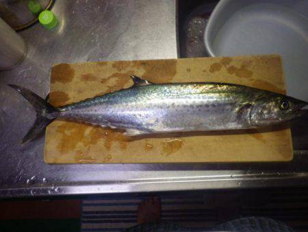 久しぶりの青物