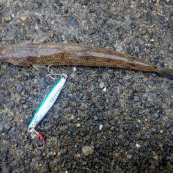 青物狙いで。（黒いけど一応は青物）