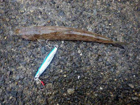 青物狙いで。（黒いけど一応は青物）