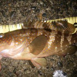 仕事前の朝練で三目キャッチ