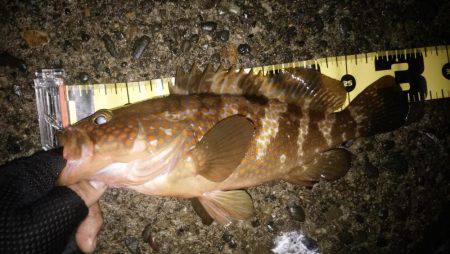 仕事前の朝練で三目キャッチ