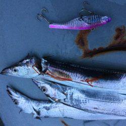 バイブレーションでタチウオ