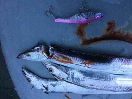 バイブレーションでタチウオ