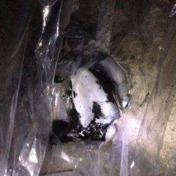 良型アオリイカ好調