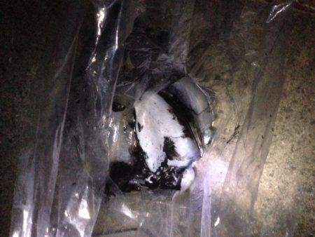 良型アオリイカ好調