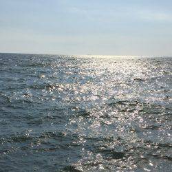 太刀魚とサゴシ