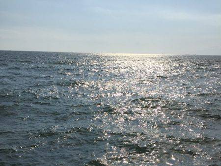 太刀魚とサゴシ