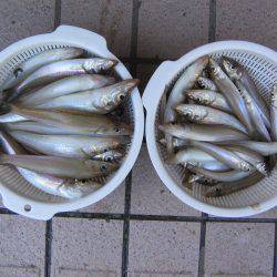 投げ釣りシロギス爆釣