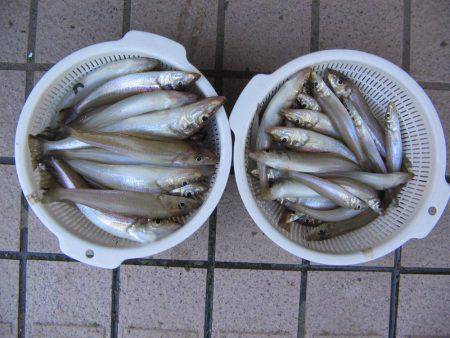 投げ釣りシロギス爆釣