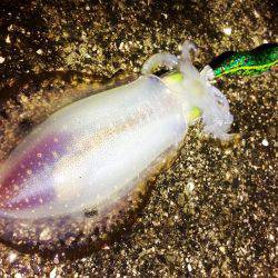 餌木猿唐草模様で爆