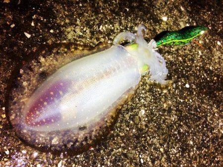 餌木猿唐草模様で爆