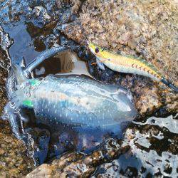 今年初、新子アオリ