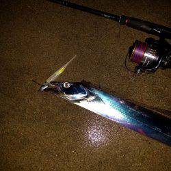 雑賀崎、外向きにてタチウオ