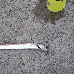 早朝のタチウオ