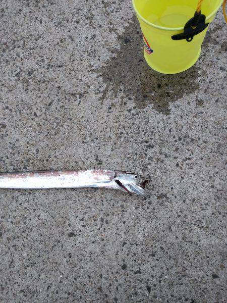 早朝のタチウオ