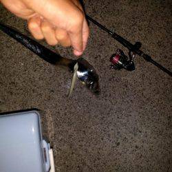 青岸にてタチウオと…