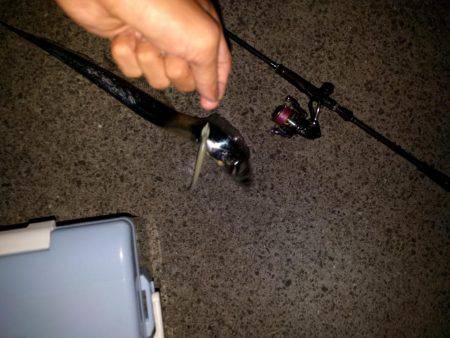 青岸にてタチウオと…