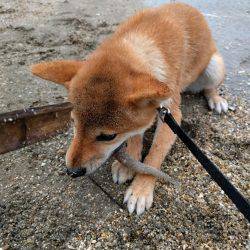 小雨の中、キッシング
