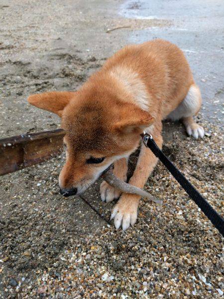 小雨の中、キッシング