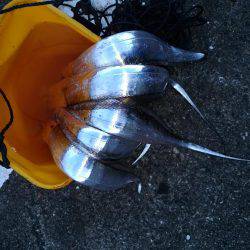 サーベリング！