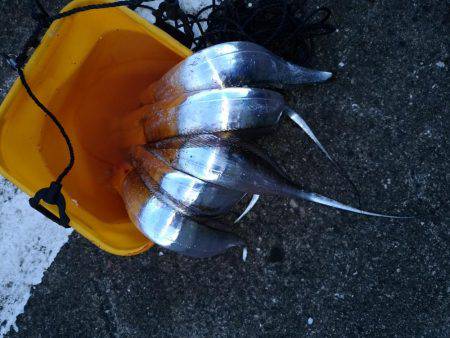 サーベリング！