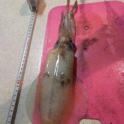 アオリイカランガン