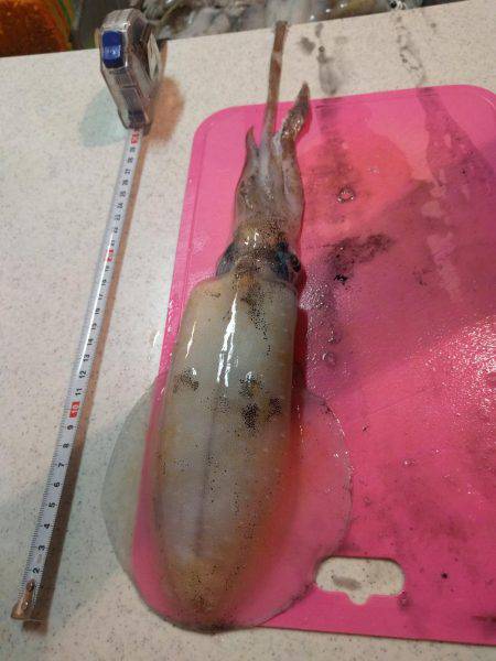 アオリイカランガン