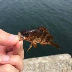 エサ取りはベラ