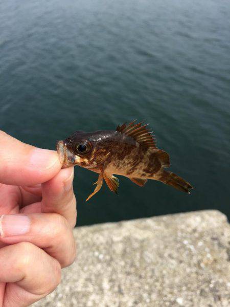 エサ取りはベラ